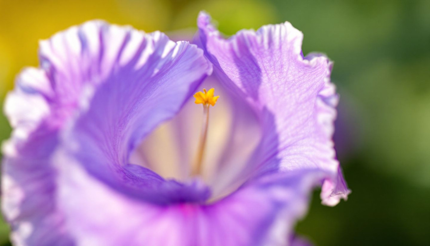 Comment la photographie d'iris peut transformer votre regard en art